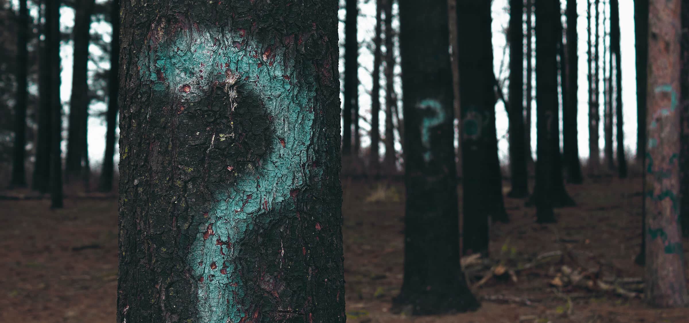 5 Questions to Ask When Demo-ing a Reviews Solution